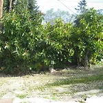 Maria Corfu Mesongí