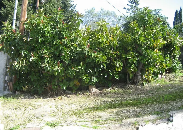 Maria Corfu Месонги